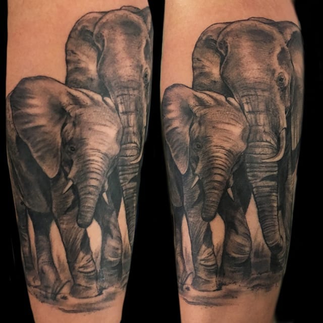 elephant portraits